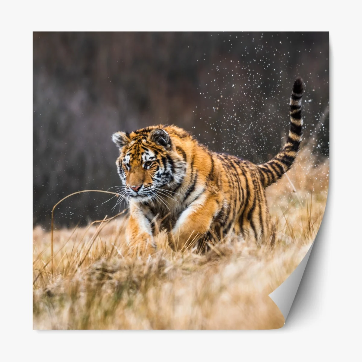 Naklejka repozycjonowalna tygrys Syberyjski w biegu – Wallissimo® Naklejka repozycjonowalna tygrys Syberyjski w biegu – Wallissimo®