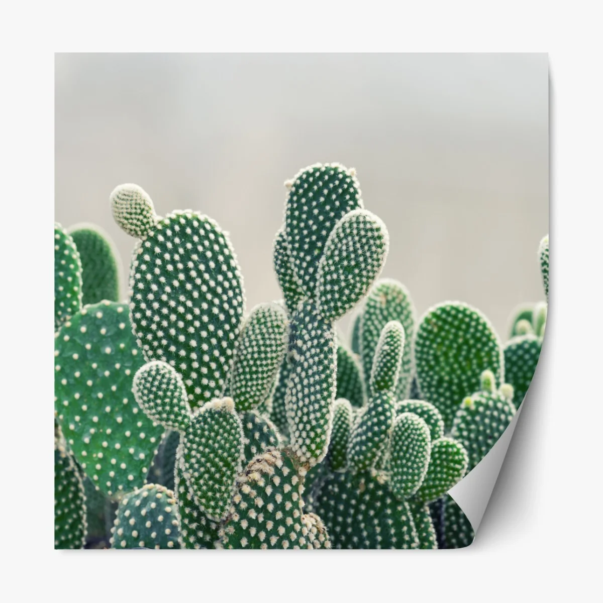 Naklejka repozycjonowalna zbliżenie kaktusa opuncji – Wallissimo® Naklejka repozycjonowalna zbliżenie kaktusa opuncji – Wallissimo®
