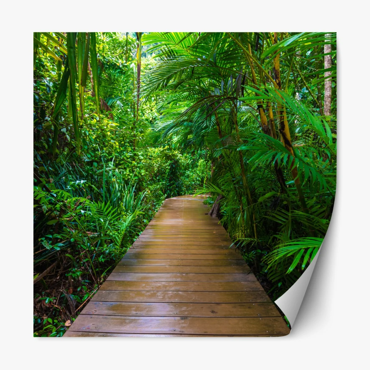 Naklejka repozycjonowalna mangrowa kładka w bujnej zielonej dżungli – Wallissimo® Naklejka repozycjonowalna mangrowa kładka w bujnej zielonej dżungli – Wallissimo®