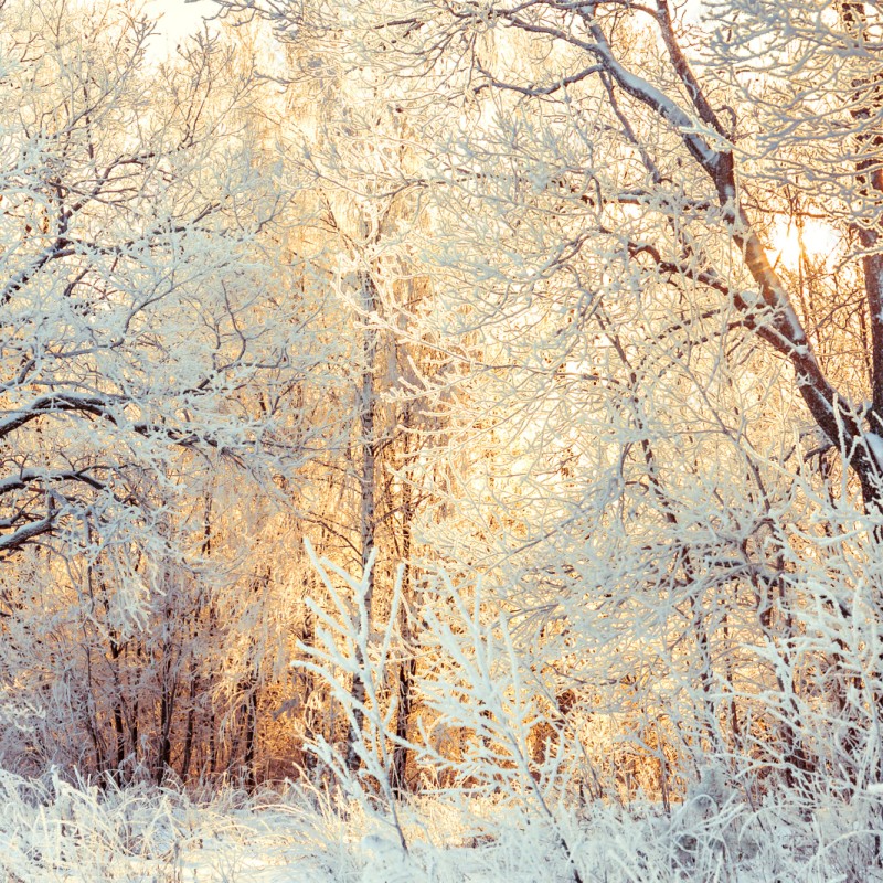 Naklejka repozycjonowalna zimowe światło słońca w zaśnieżonym lesie – Wallissimo® Naklejka repozycjonowalna zimowe światło słońca w zaśnieżonym lesie – Wallissimo®