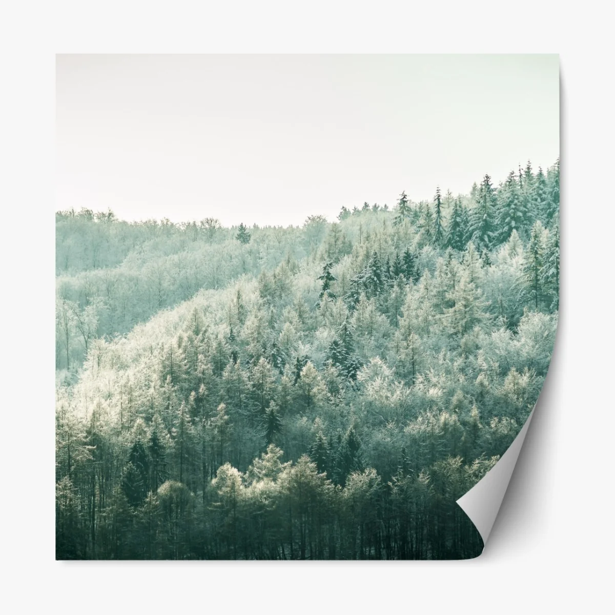 Naklejka repozycjonowalna mglisty szronowy las – Wallissimo® Naklejka repozycjonowalna mglisty szronowy las – Wallissimo®