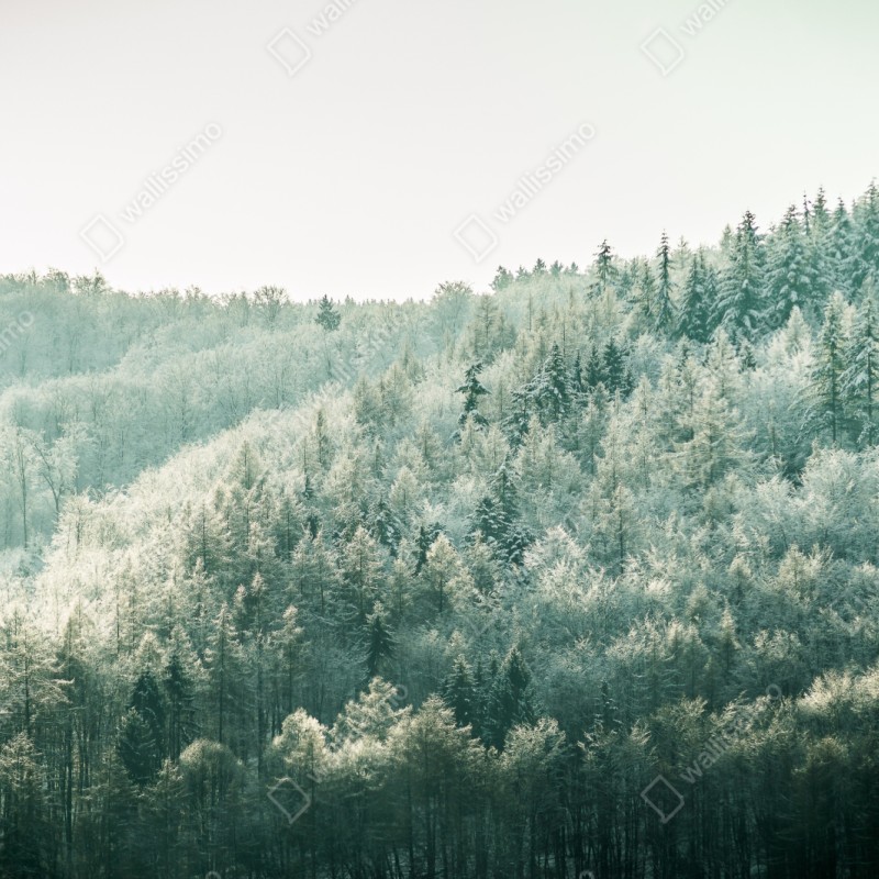 Naklejka repozycjonowalna mglisty szronowy las – Wallissimo® Naklejka repozycjonowalna mglisty szronowy las – Wallissimo®