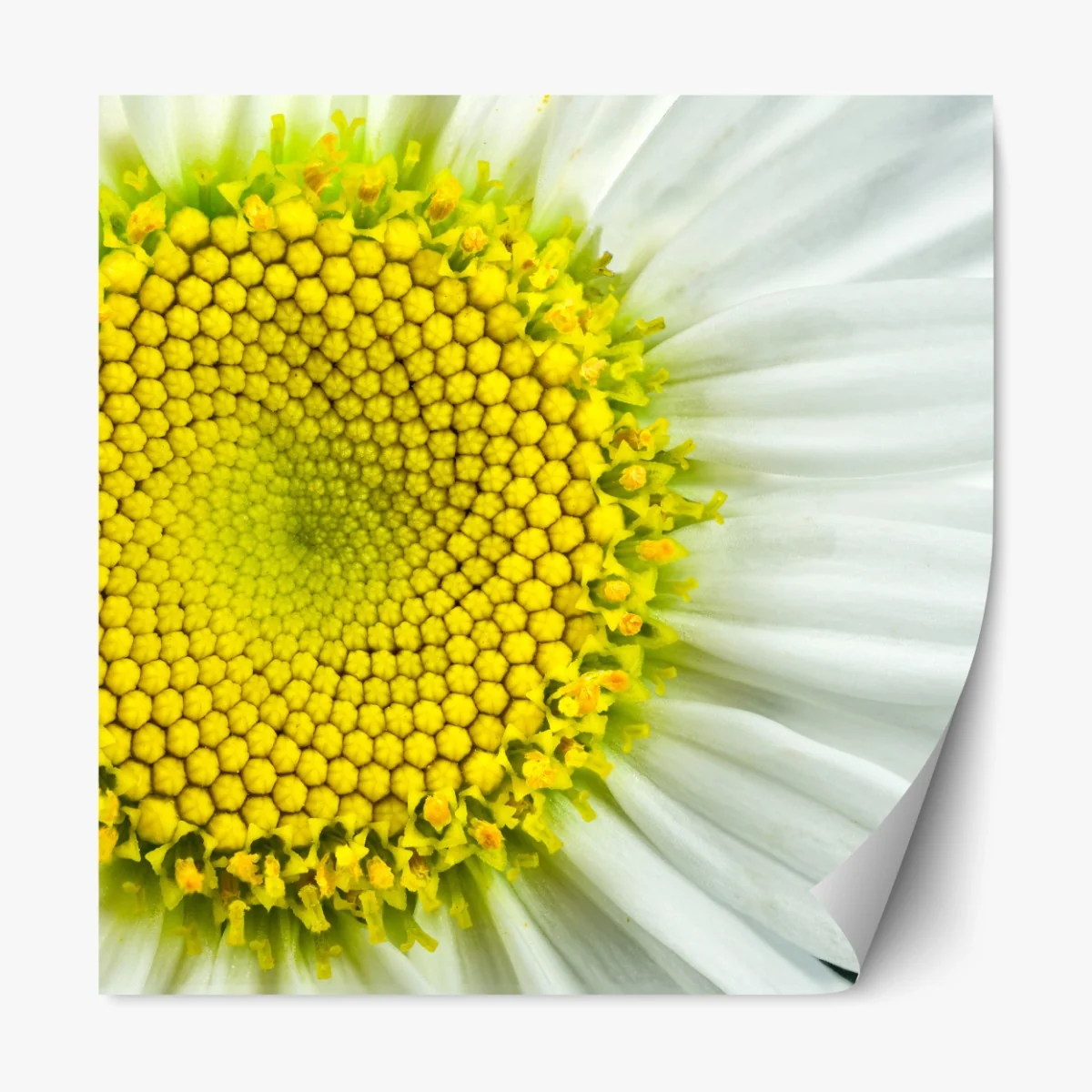 Naklejka repozycjonowalna makro stokrotki w spiralnym wzorze – Wallissimo® Naklejka repozycjonowalna makro stokrotki w spiralnym wzorze – Wallissimo®