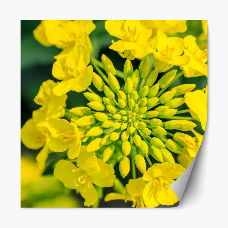 Naklejka repozycjonowalna żywy żółty kwiat rzepaku w zbliżeniu