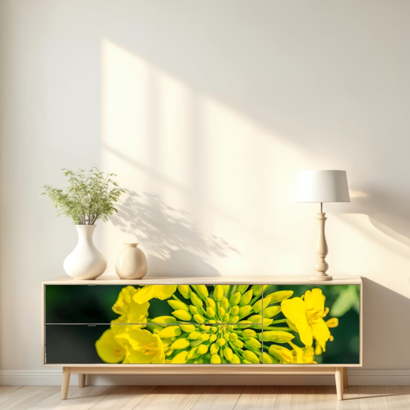 Naklejka repozycjonowalna żywy żółty kwiat rzepaku w zbliżeniu – Wallissimo® Naklejka repozycjonowalna żywy żółty kwiat rzepaku w zbliżeniu – Wallissimo®