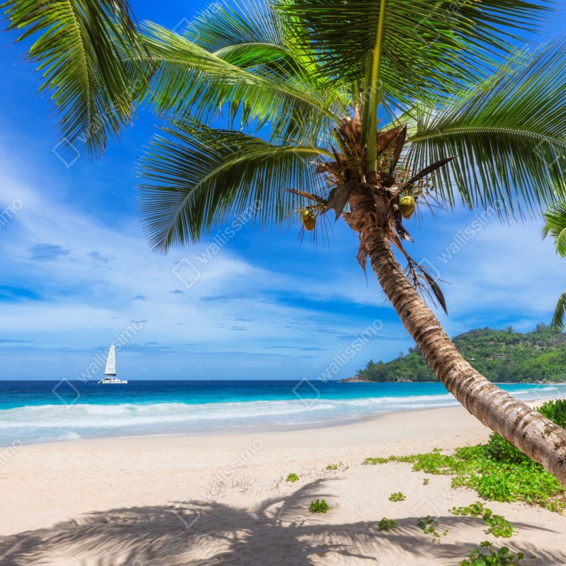 Naklejka repozycjonowalna tropikalna plaża z palmą – Wallissimo® Naklejka repozycjonowalna tropikalna plaża z palmą – Wallissimo®