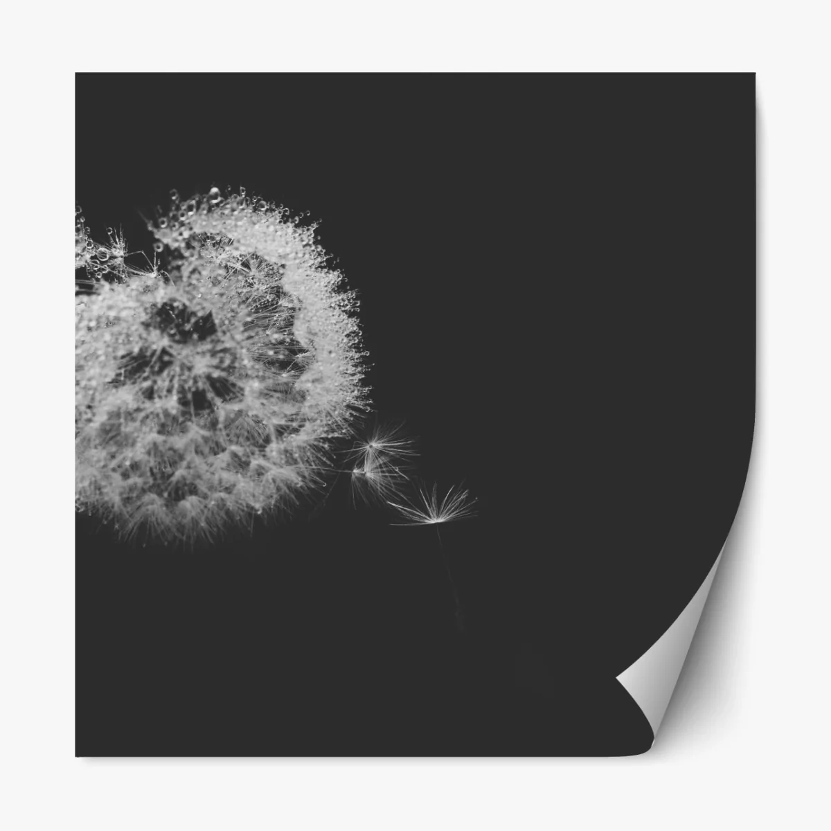 Naklejka repozycjonowalna delikatny dmuchawiec w monochromie – Wallissimo® Naklejka repozycjonowalna delikatny dmuchawiec w monochromie – Wallissimo®