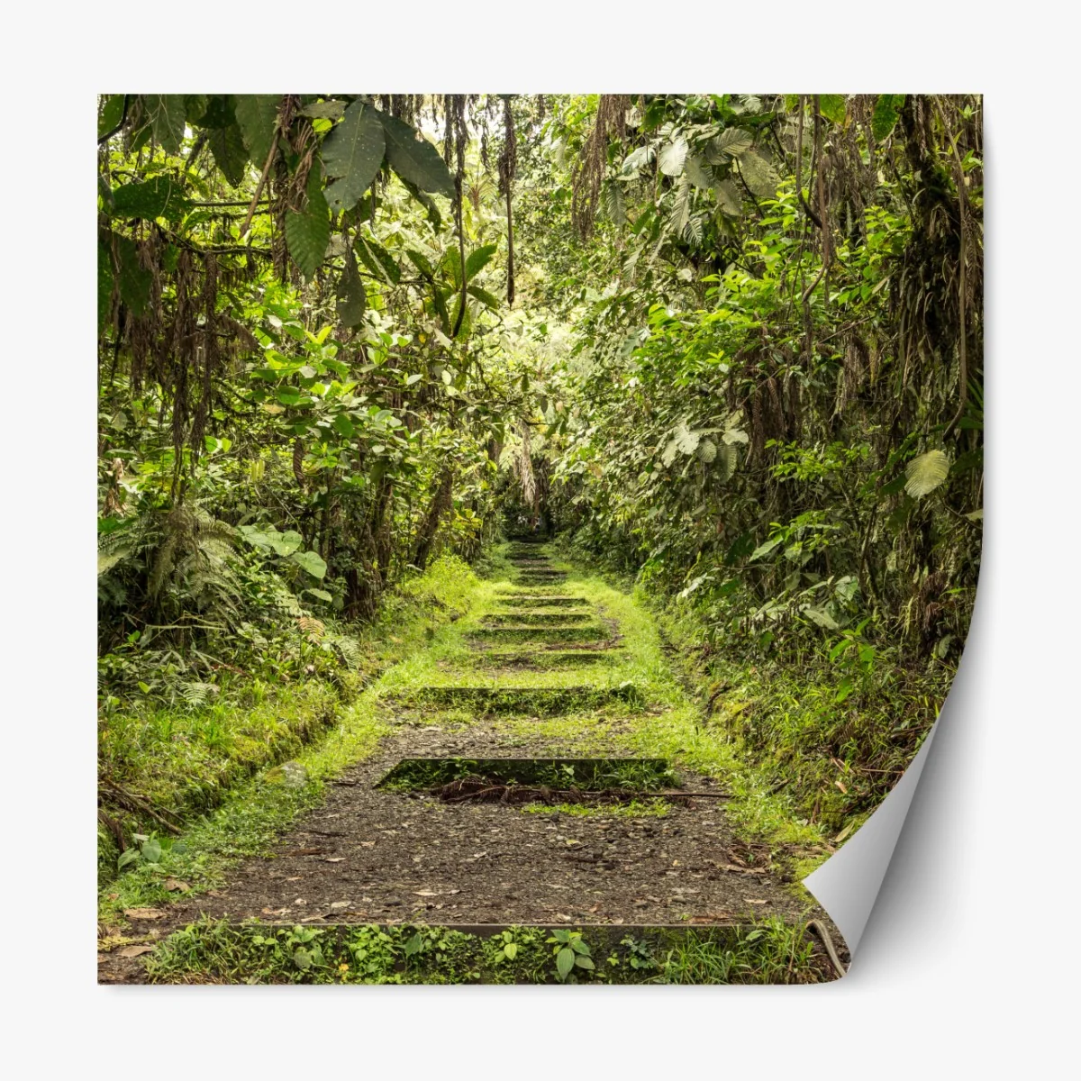Naklejka repozycjonowalna ścieżka przez bujną dżunglę – Wallissimo® Naklejka repozycjonowalna ścieżka przez bujną dżunglę – Wallissimo®