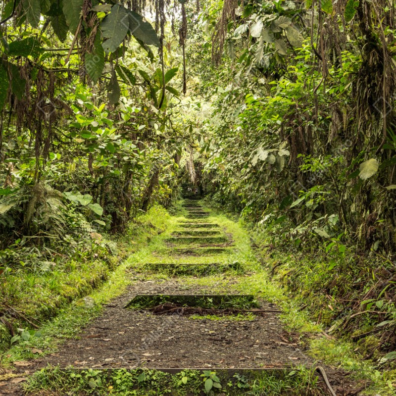 Naklejka repozycjonowalna ścieżka przez bujną dżunglę – Wallissimo® Naklejka repozycjonowalna ścieżka przez bujną dżunglę – Wallissimo®
