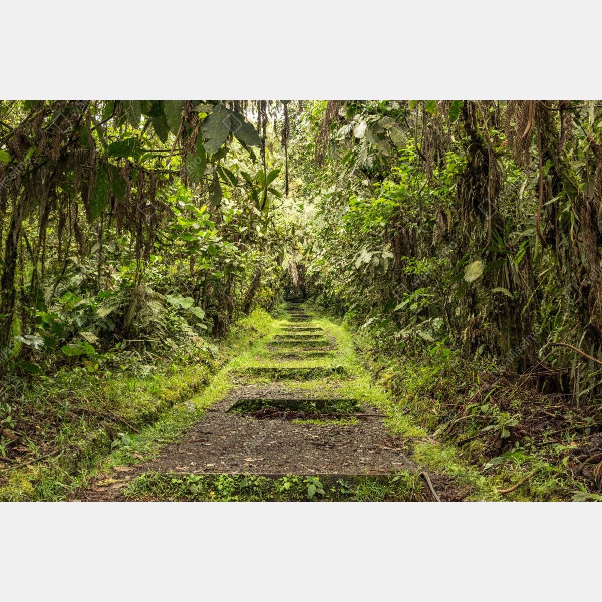 Naklejka repozycjonowalna ścieżka przez bujną dżunglę – Wallissimo® Naklejka repozycjonowalna ścieżka przez bujną dżunglę – Wallissimo®
