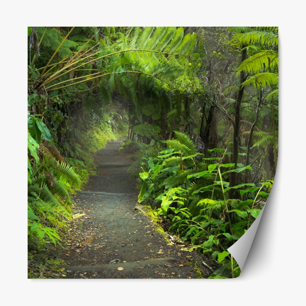Naklejka repozycjonowalna bujny las deszczowy na szlaku Kilauea Iki, Hawaje – Wallissimo® Naklejka repozycjonowalna bujny las deszczowy na szlaku Kilauea Iki, Hawaje – Wallissimo®