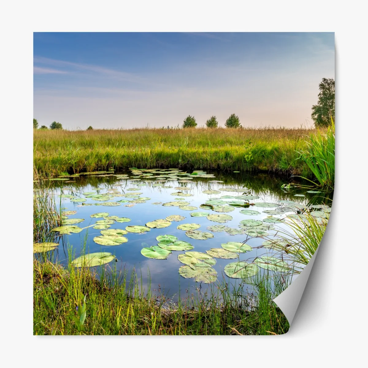 Naklejka repozycjonowalna spokojny staw z grążelami na łące – Wallissimo® Naklejka repozycjonowalna spokojny staw z grążelami na łące – Wallissimo®