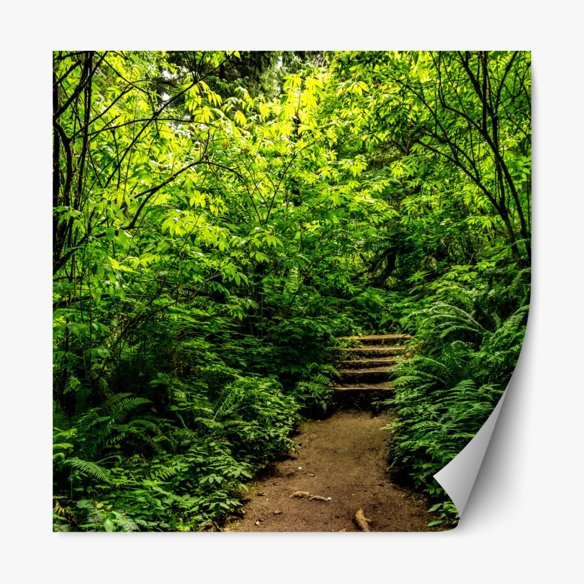 Naklejka repozycjonowalna bujna leśna ścieżka – Wallissimo® Naklejka repozycjonowalna bujna leśna ścieżka – Wallissimo®