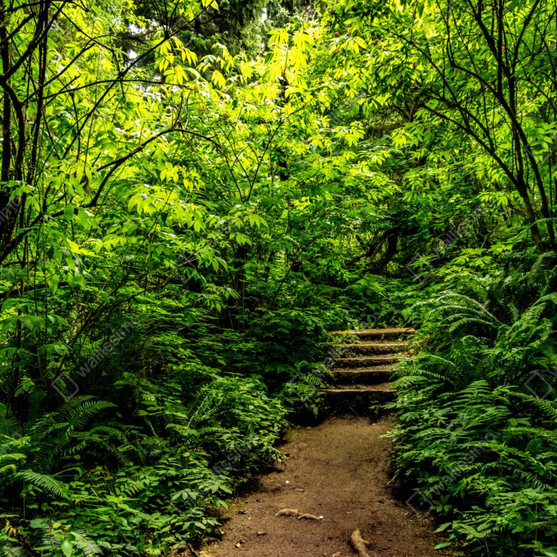Naklejka repozycjonowalna bujna leśna ścieżka – Wallissimo® Naklejka repozycjonowalna bujna leśna ścieżka – Wallissimo®