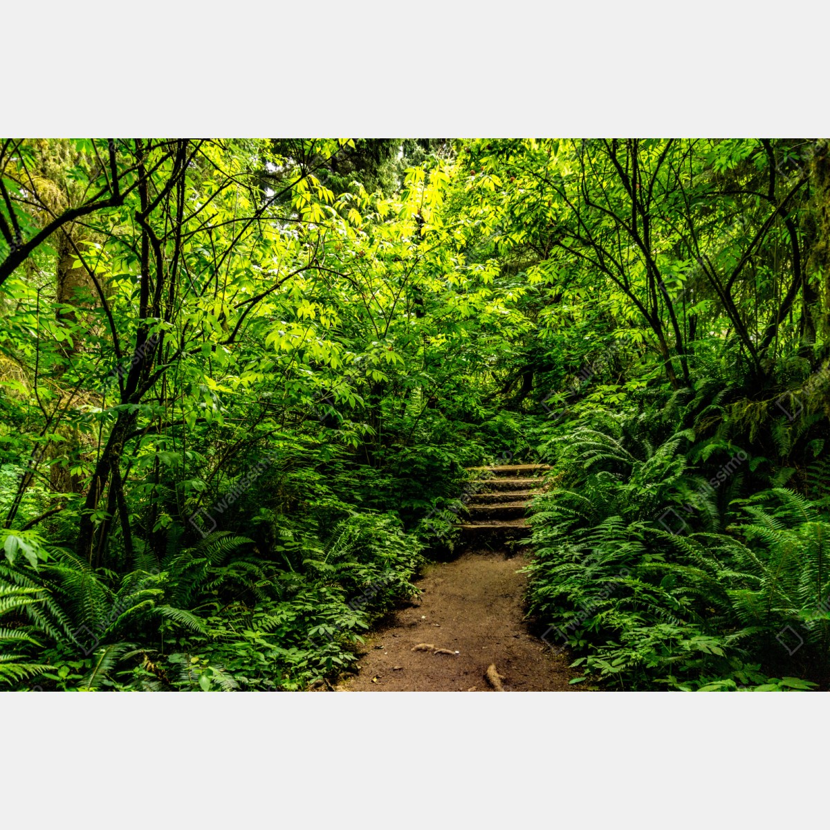 Naklejka repozycjonowalna bujna leśna ścieżka – Wallissimo® Naklejka repozycjonowalna bujna leśna ścieżka – Wallissimo®