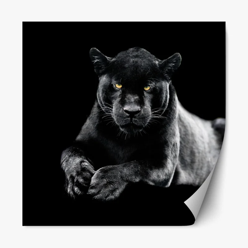 Naklejka repozycjonowalna portret czarnej pantery na czarnym tle
