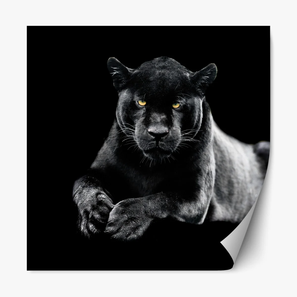 Naklejka repozycjonowalna portret czarnej pantery na czarnym tle – Wallissimo® Naklejka repozycjonowalna portret czarnej pantery na czarnym tle – Wallissimo®