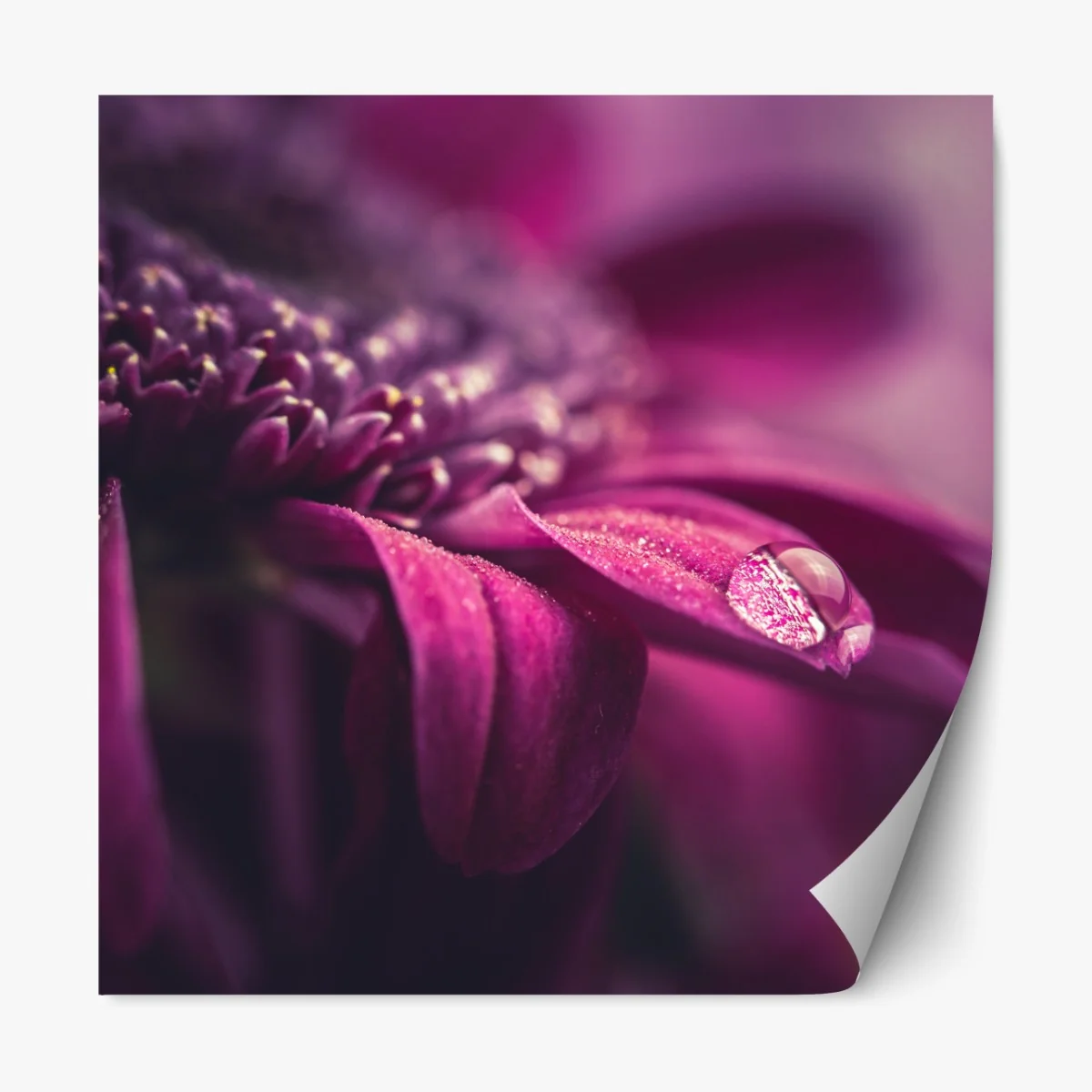 Naklejka repozycjonowalna fioletowy makro kwiat z kroplą rosy – Wallissimo® Naklejka repozycjonowalna fioletowy makro kwiat z kroplą rosy – Wallissimo®