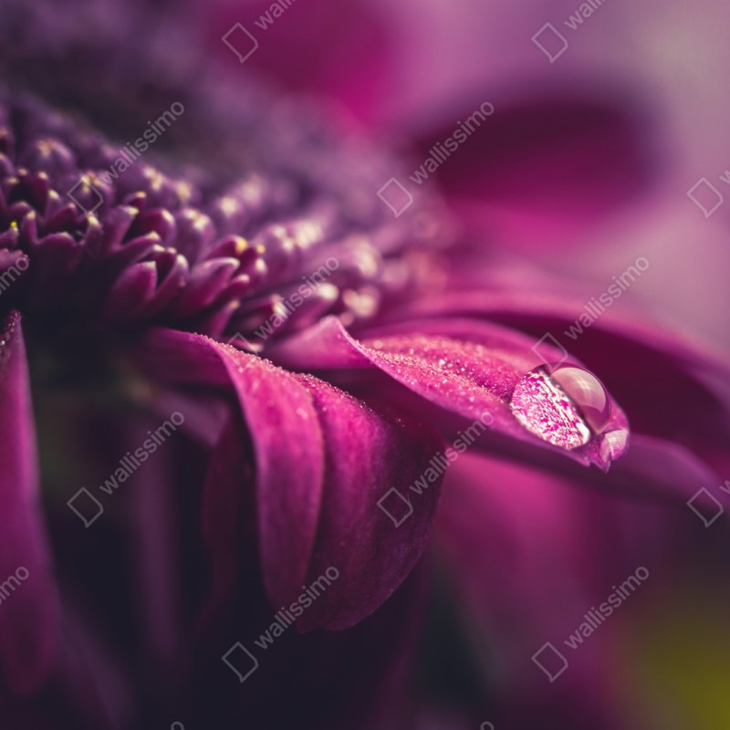 Naklejka repozycjonowalna fioletowy makro kwiat z kroplą rosy – Wallissimo® Naklejka repozycjonowalna fioletowy makro kwiat z kroplą rosy – Wallissimo®