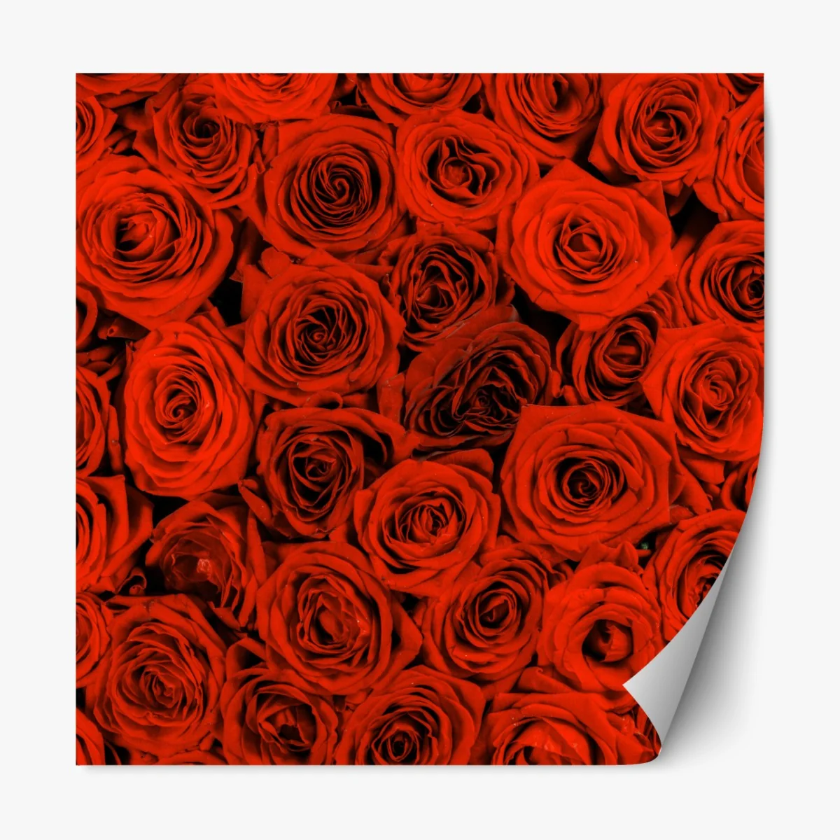 Naklejka repozycjonowalna bujny bukiet czerwonych róż – Wallissimo® Naklejka repozycjonowalna bujny bukiet czerwonych róż – Wallissimo®