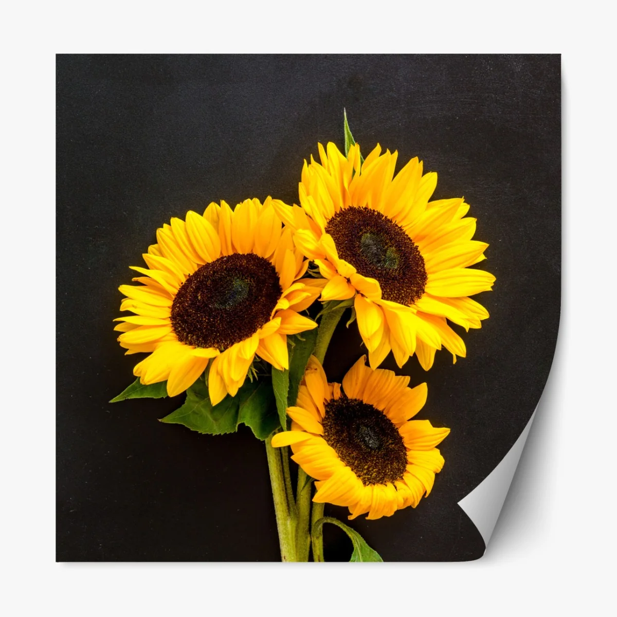 Naklejka repozycjonowalna słoneczniki na czarnym tle – Wallissimo® Naklejka repozycjonowalna słoneczniki na czarnym tle – Wallissimo®