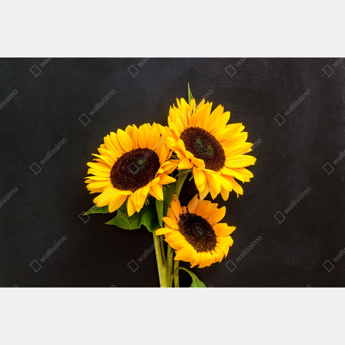 Naklejka repozycjonowalna słoneczniki na czarnym tle – Wallissimo® Naklejka repozycjonowalna słoneczniki na czarnym tle – Wallissimo®