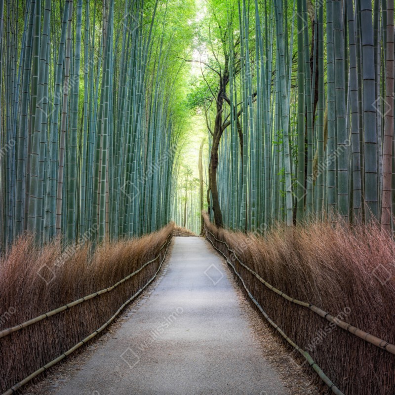 Naklejka repozycjonowalna spokojna ścieżka w lesie bambusowym – Wallissimo® Naklejka repozycjonowalna spokojna ścieżka w lesie bambusowym – Wallissimo®