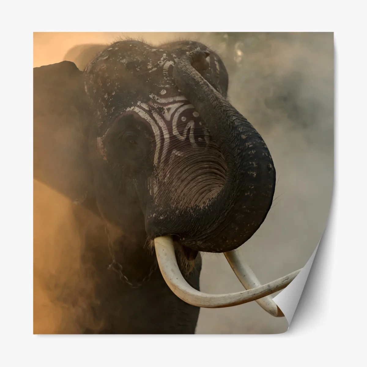 Naklejka repozycjonowalna majestatyczny słoń z Tajlandii z kłami – Wallissimo® Naklejka repozycjonowalna majestatyczny słoń z Tajlandii z kłami – Wallissimo®