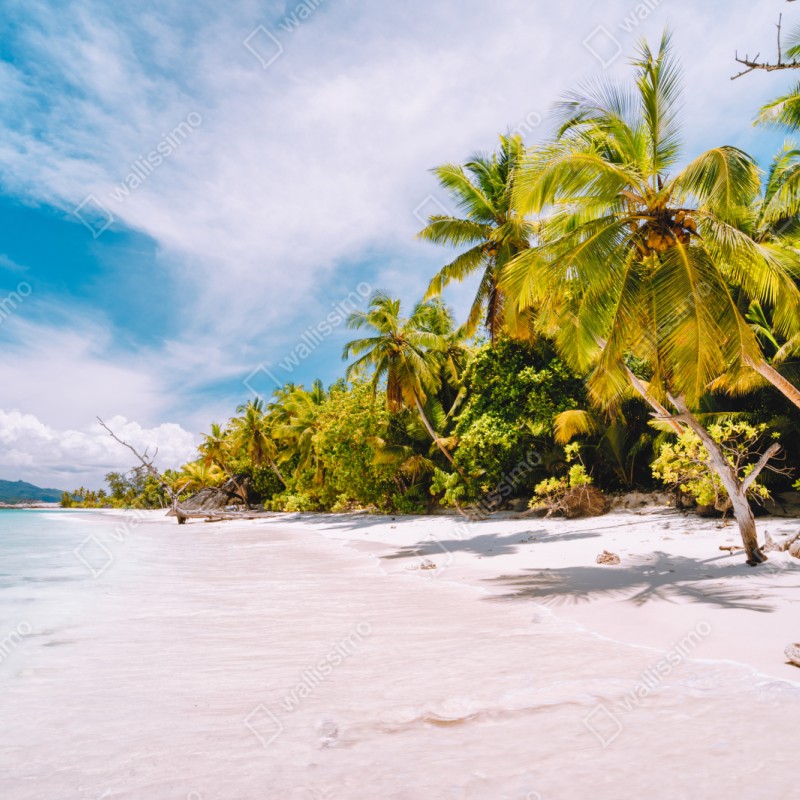 Naklejka repozycjonowalna tropikalna plaża z palmami – Wallissimo® Naklejka repozycjonowalna tropikalna plaża z palmami – Wallissimo®