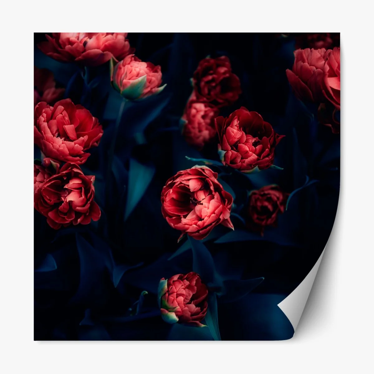 Naklejka repozycjonowalna ponury bukiet czerwonych tulipanów – Wallissimo® Naklejka repozycjonowalna ponury bukiet czerwonych tulipanów – Wallissimo®