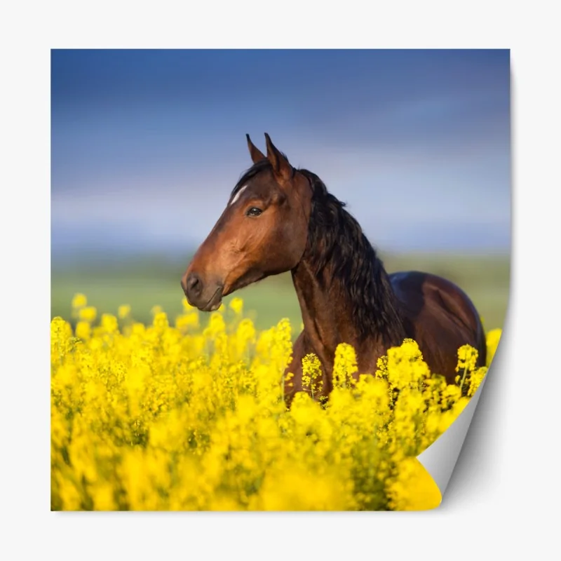 Naklejka repozycjonowalna gniady koń na polu rzepaku