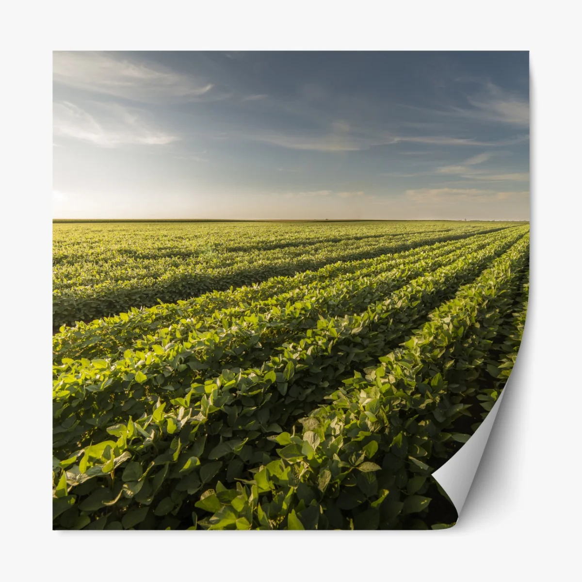 Naklejka repozycjonowalna słoneczne pole soi o zmierzchu – Wallissimo® Naklejka repozycjonowalna słoneczne pole soi o zmierzchu – Wallissimo®