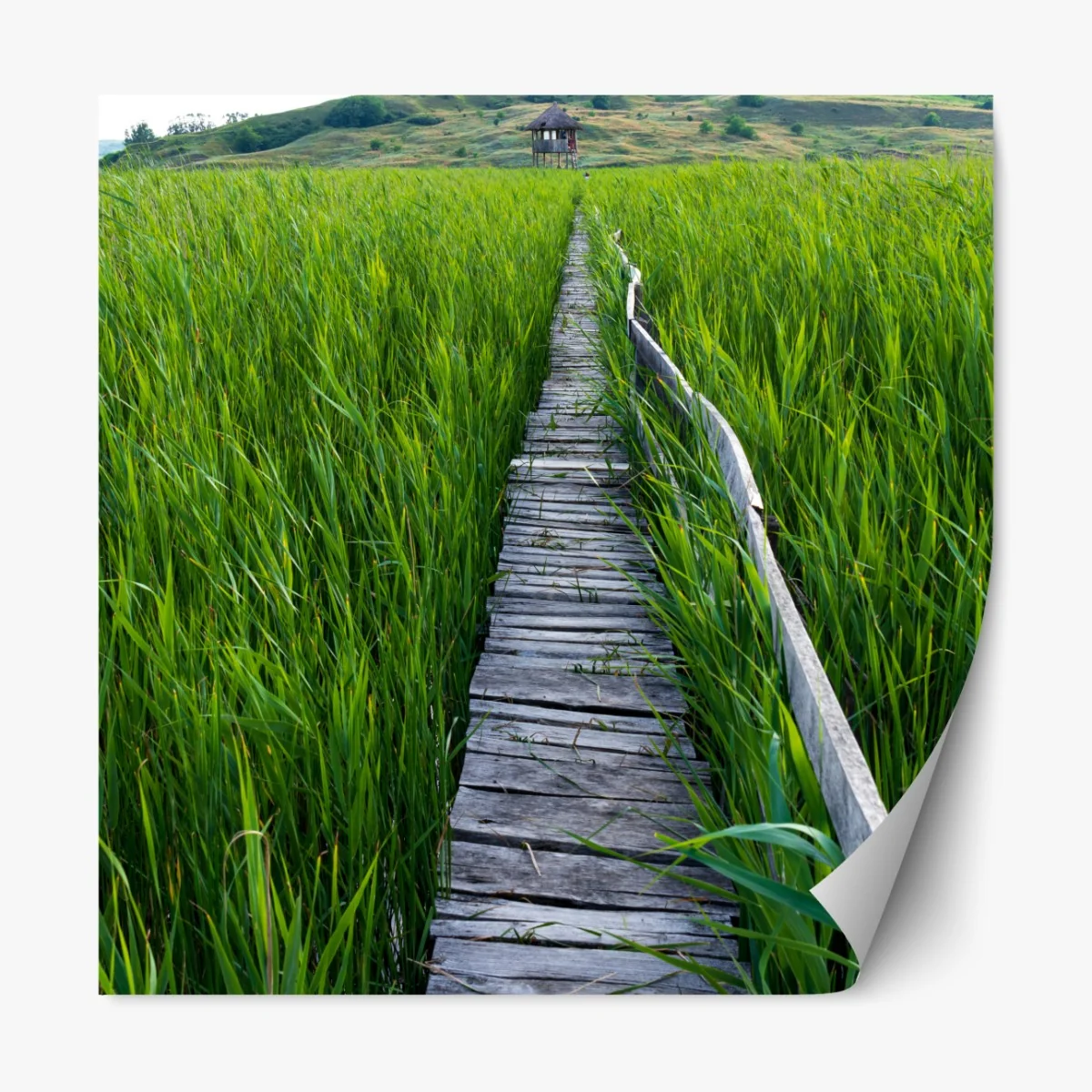 Naklejka repozycjonowalna spokojny zielony pomost przez trzcinowisko do rustykalnej chaty – Wallissimo® Naklejka repozycjonowalna spokojny zielony pomost przez trzcinowisko do rustykalnej chaty – Wallissimo®