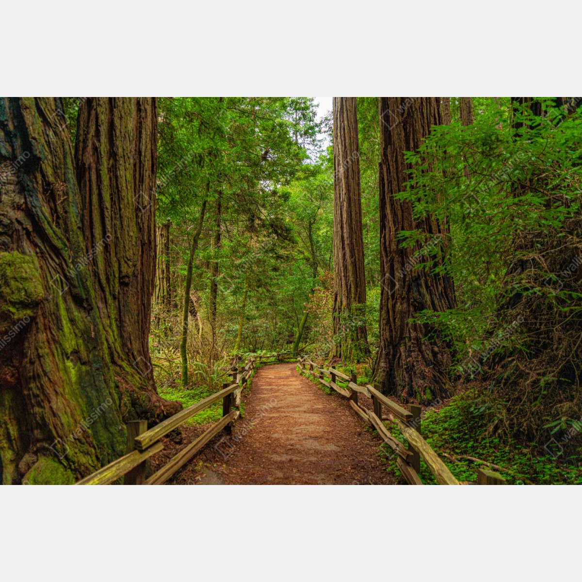Naklejka repozycjonowalna majestatyczna ścieżka w lesie sekwoi – Wallissimo® Naklejka repozycjonowalna majestatyczna ścieżka w lesie sekwoi – Wallissimo®
