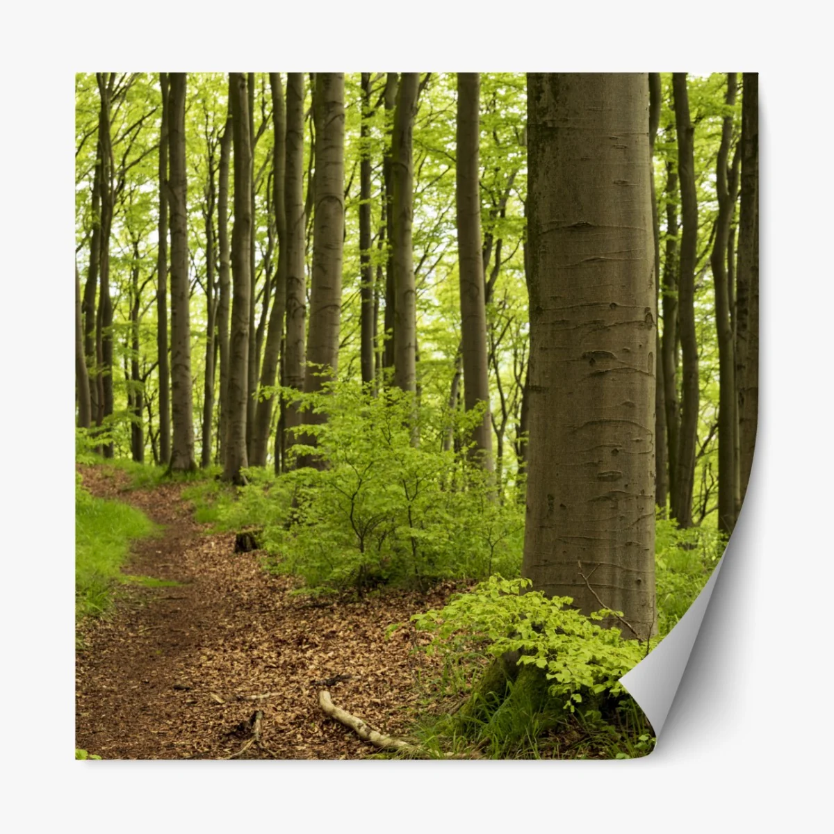 Naklejka repozycjonowalna spokojna zielona ścieżka leśna – Wallissimo® Naklejka repozycjonowalna spokojna zielona ścieżka leśna – Wallissimo®