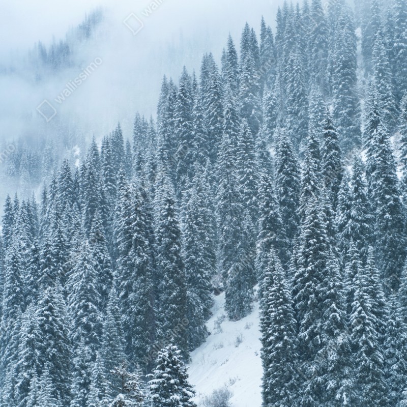 Naklejka repozycjonowalna mglisty ośnieżony las sosnowy – Wallissimo® Naklejka repozycjonowalna mglisty ośnieżony las sosnowy – Wallissimo®