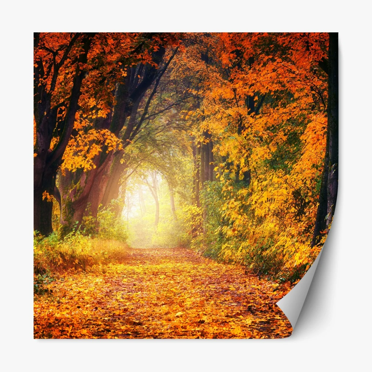 Naklejka repozycjonowalna jesienna leśna ścieżka w złotym świetle – Wallissimo® Naklejka repozycjonowalna jesienna leśna ścieżka w złotym świetle – Wallissimo®