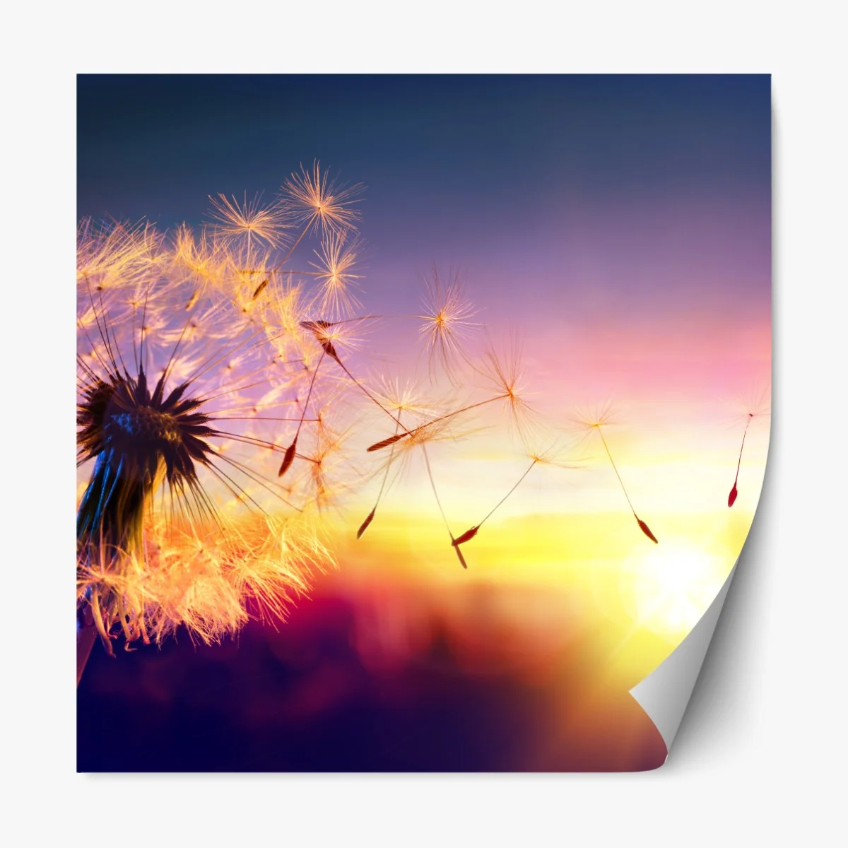 Naklejka repozycjonowalna złoty mniszek przy zachodzie słońca – Wallissimo® Naklejka repozycjonowalna złoty mniszek przy zachodzie słońca – Wallissimo®