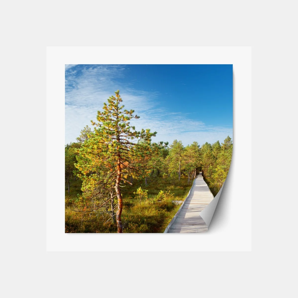 Naklejka repozycjonowalna słoneczna kładka w sosnowym lesie – Wallissimo® Naklejka repozycjonowalna słoneczna kładka w sosnowym lesie – Wallissimo®