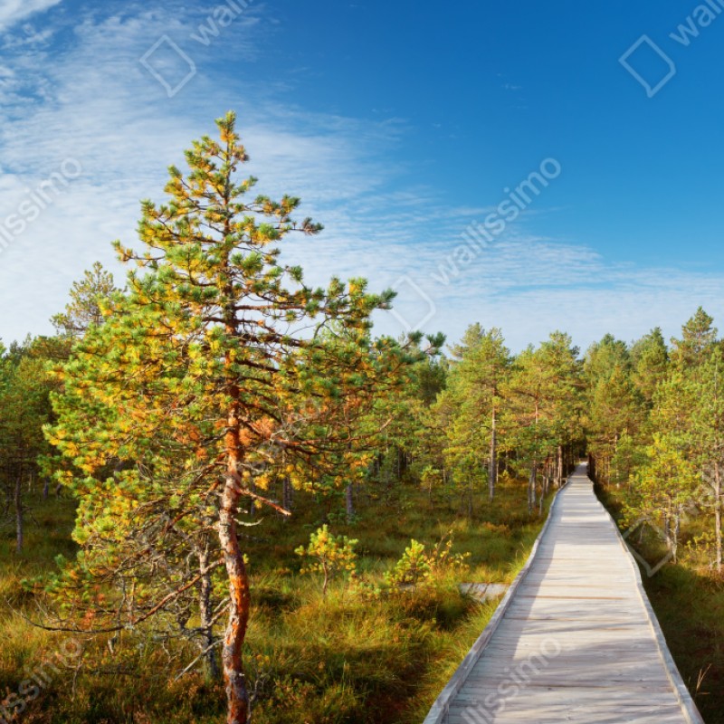 Naklejka repozycjonowalna słoneczna kładka w sosnowym lesie – Wallissimo® Naklejka repozycjonowalna słoneczna kładka w sosnowym lesie – Wallissimo®