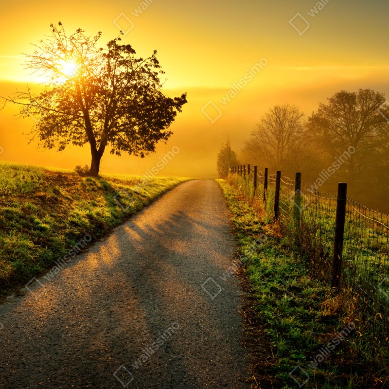 Naklejka repozycjonowalna słoneczna droga przez wiejską łąkę o świcie – Wallissimo® Naklejka repozycjonowalna słoneczna droga przez wiejską łąkę o świcie – Wallissimo®