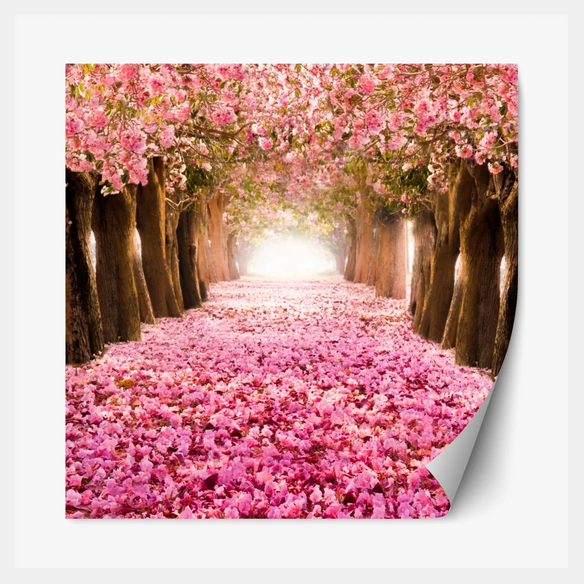 Naklejka repozycjonowalna różowa aleja kwiatów wiśni – Wallissimo® Naklejka repozycjonowalna różowa aleja kwiatów wiśni – Wallissimo®