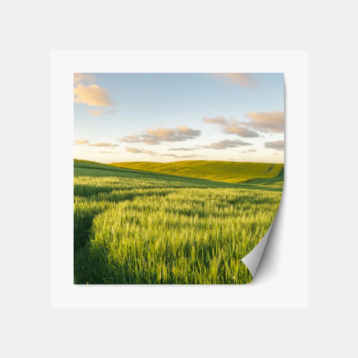 Naklejka repozycjonowalna spokojna zielona łąka panorama – Wallissimo® Naklejka repozycjonowalna spokojna zielona łąka panorama – Wallissimo®