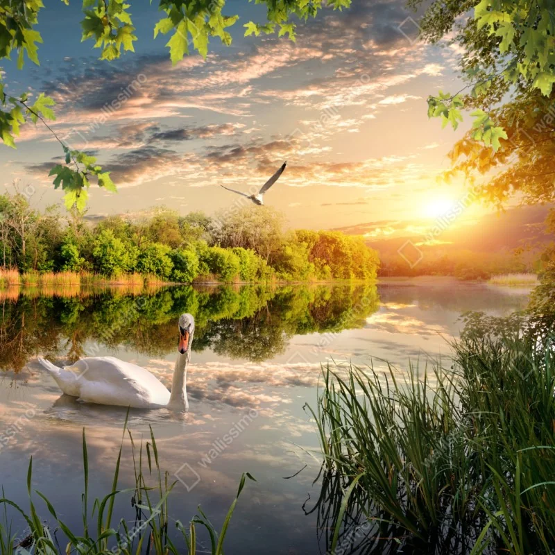 Naklejka repozycjonowalna zachód słońca z łabędziem nad jeziorem – Wallissimo® Naklejka repozycjonowalna zachód słońca z łabędziem nad jeziorem – Wallissimo®