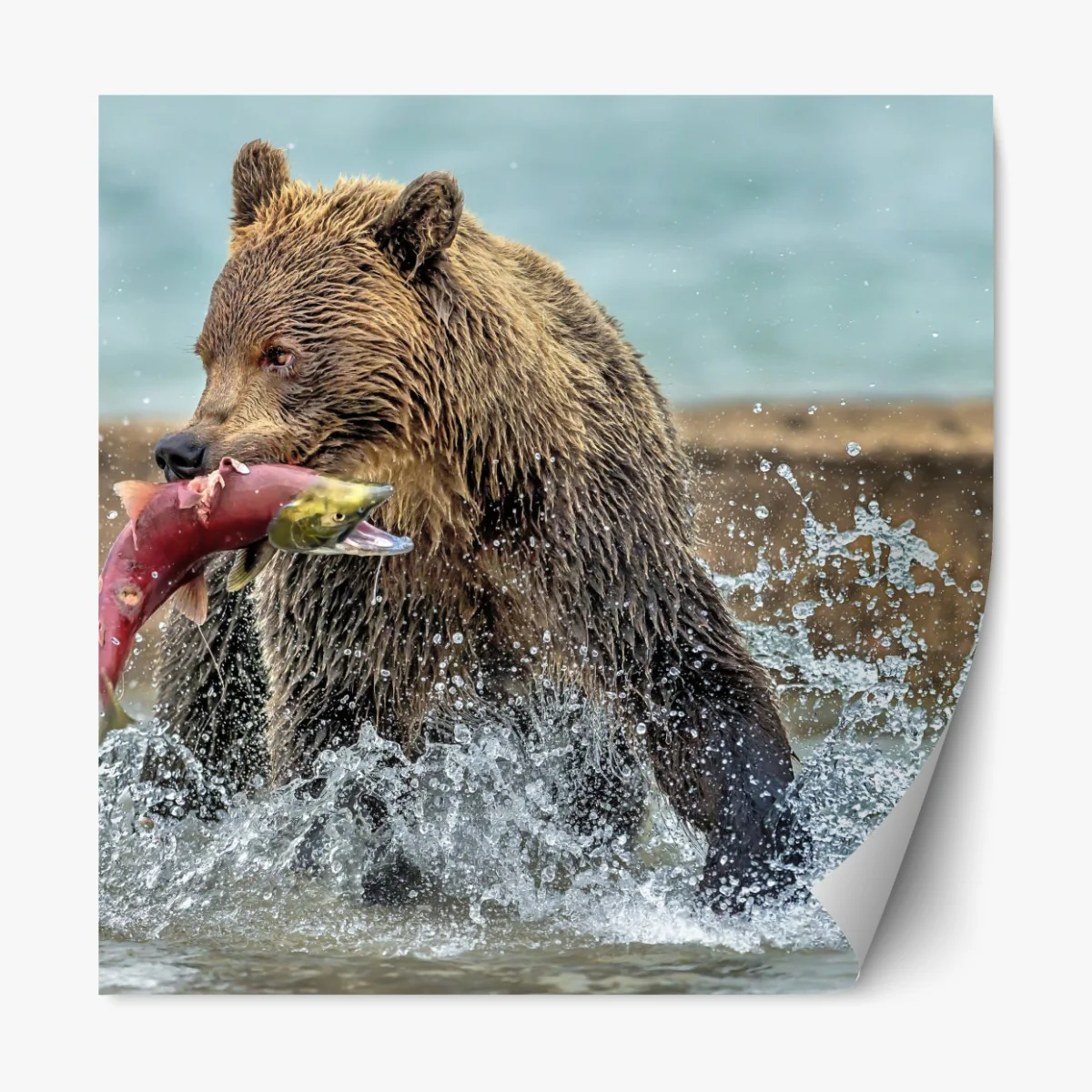 Naklejka repozycjonowalna niedźwiedź łapiący łososia w rzece – Wallissimo® Naklejka repozycjonowalna niedźwiedź łapiący łososia w rzece – Wallissimo®