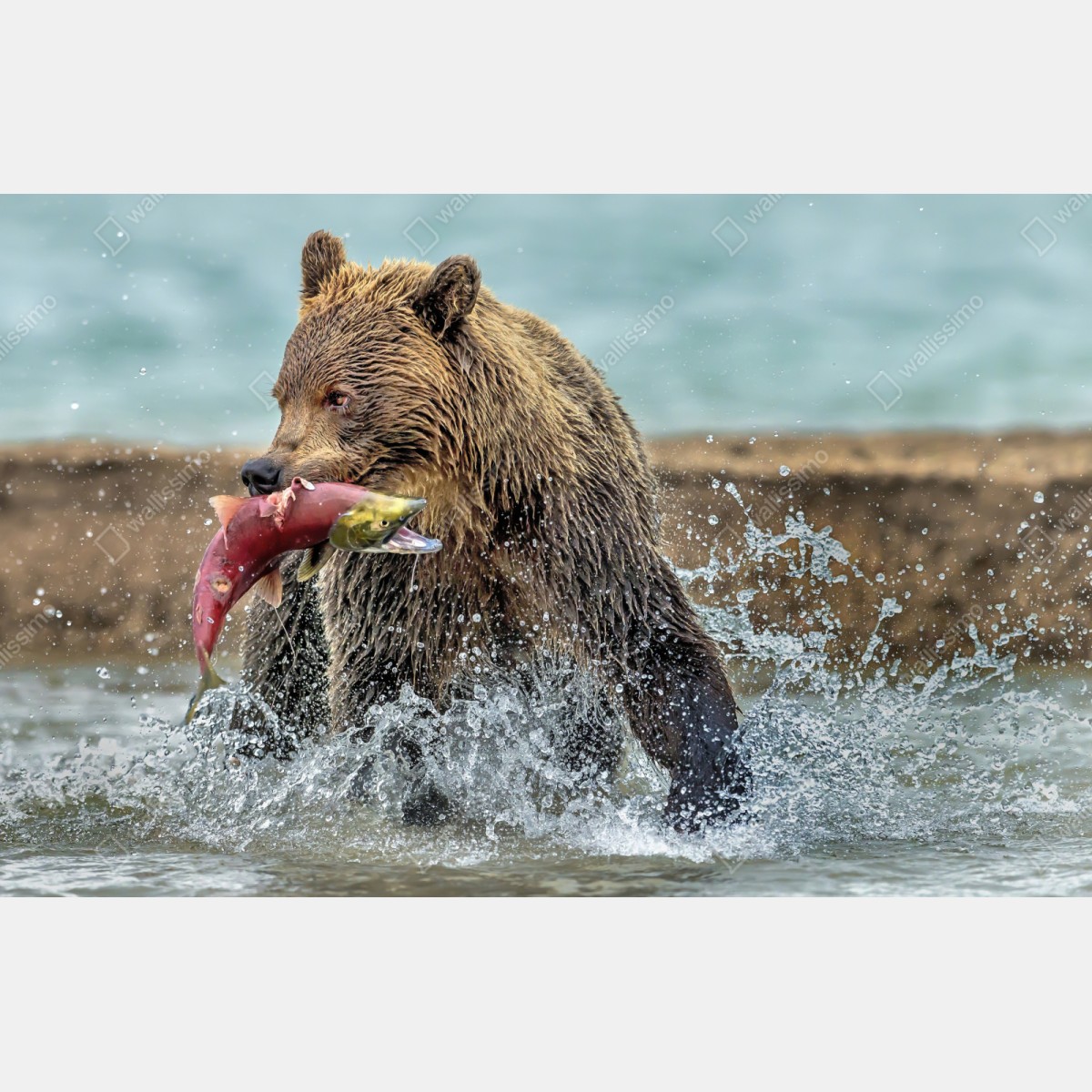 Naklejka repozycjonowalna niedźwiedź łapiący łososia w rzece – Wallissimo® Naklejka repozycjonowalna niedźwiedź łapiący łososia w rzece – Wallissimo®