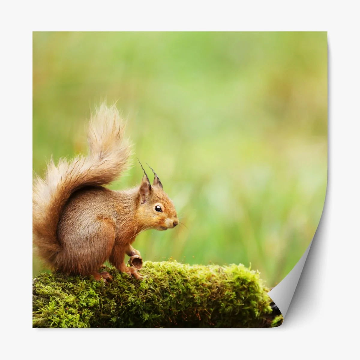 Naklejka repozycjonowalna ruda wiewiórka na mchu – Wallissimo® Naklejka repozycjonowalna ruda wiewiórka na mchu – Wallissimo®