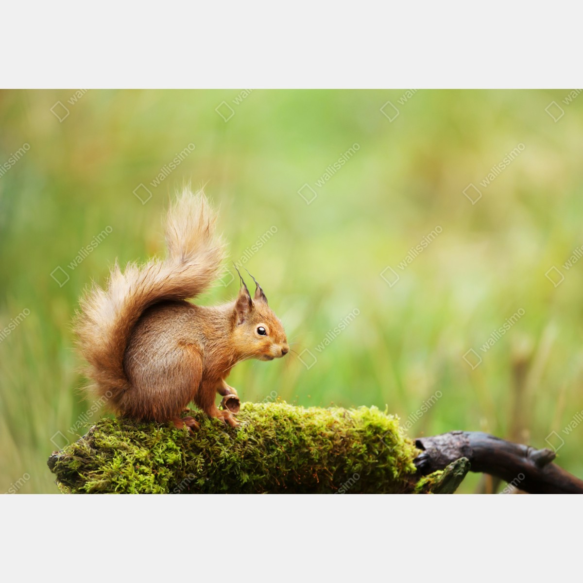 Naklejka repozycjonowalna ruda wiewiórka na mchu – Wallissimo® Naklejka repozycjonowalna ruda wiewiórka na mchu – Wallissimo®