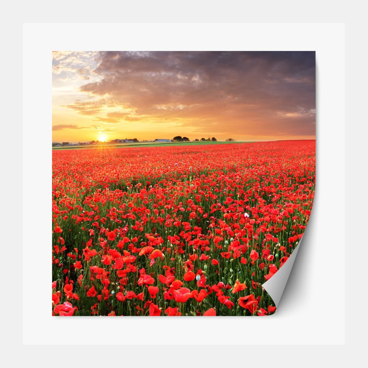 Naklejka repozycjonowalna pole maków o zachodzie słońca – Wallissimo® Naklejka repozycjonowalna pole maków o zachodzie słońca – Wallissimo®