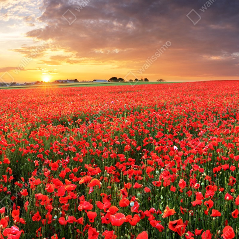 Naklejka repozycjonowalna pole maków o zachodzie słońca – Wallissimo® Naklejka repozycjonowalna pole maków o zachodzie słońca – Wallissimo®